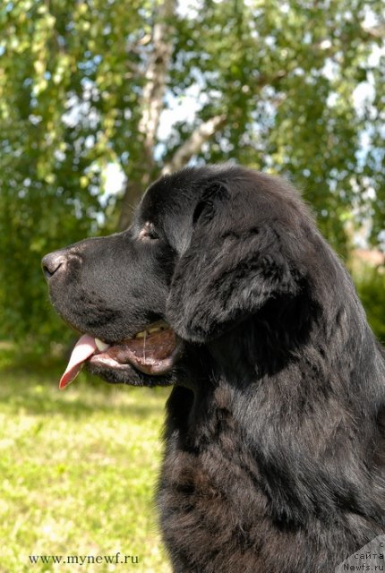 Фото: ньюфаундленд Sent Djons YU May Lav (Сент Джонс Ю Май Лав)