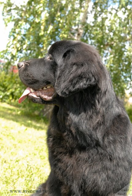 Фото: ньюфаундленд Sent Djons YU May Lav (Сент Джонс Ю Май Лав)