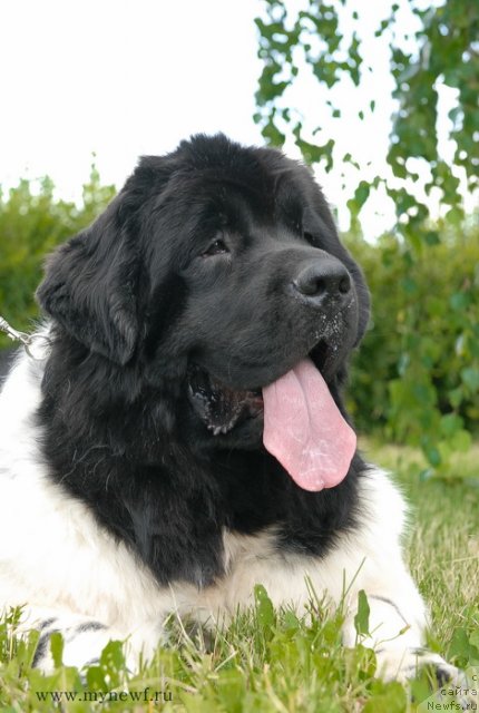 Фото: ньюфаундленд Threeponds Sunny Flower for Sent Djons