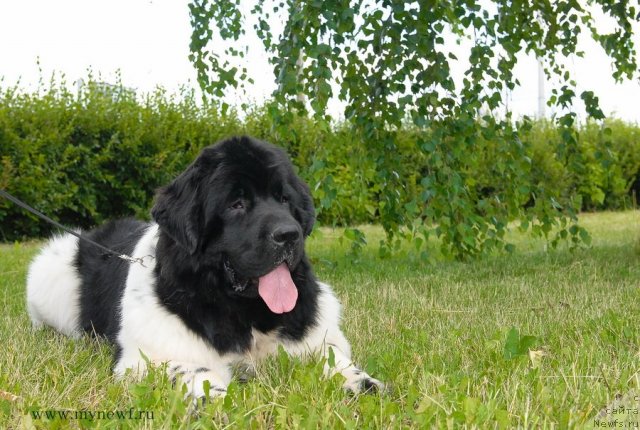 Фото: ньюфаундленд Threeponds Sunny Flower for Sent Djons