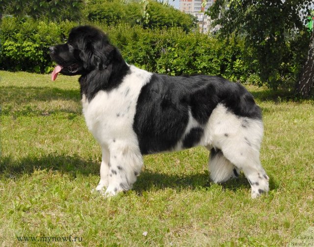 Фото: ньюфаундленд Threeponds Sunny Flower for Sent Djons