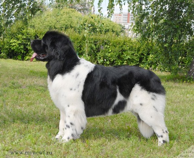 Фото: ньюфаундленд Threeponds Sunny Flower for Sent Djons