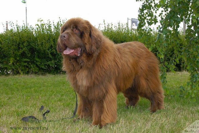 Фото: ньюфаундленд Angelo Orso Vilgelm (Анджело Орсо Вильгельм)