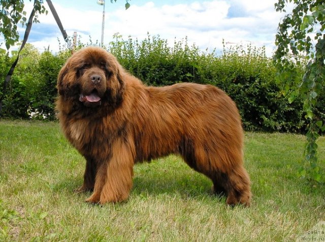 Фото: ньюфаундленд Angelo Orso Vilgelm (Анджело Орсо Вильгельм)