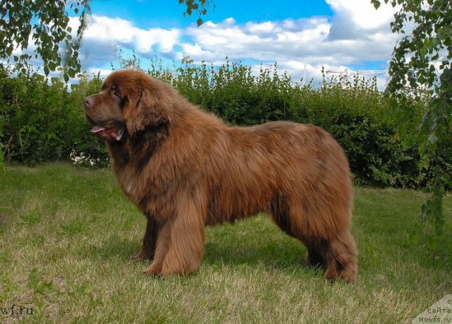 Фото: ньюфаундленд Angelo Orso Vilgelm (Анджело Орсо Вильгельм)