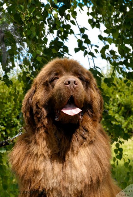 Фото: ньюфаундленд Angelo Orso Vilgelm (Анджело Орсо Вильгельм)