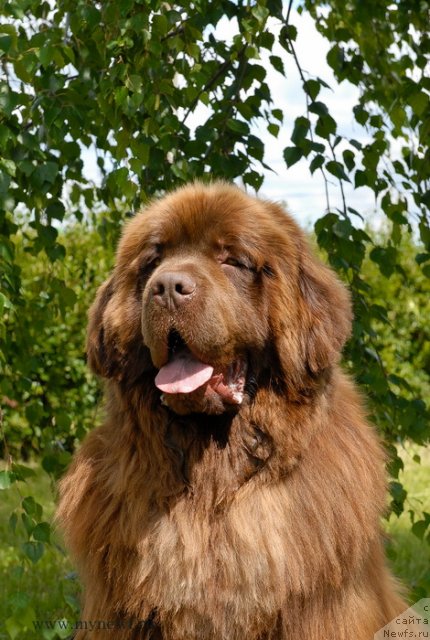 Фото: ньюфаундленд Angelo Orso Vilgelm (Анджело Орсо Вильгельм)