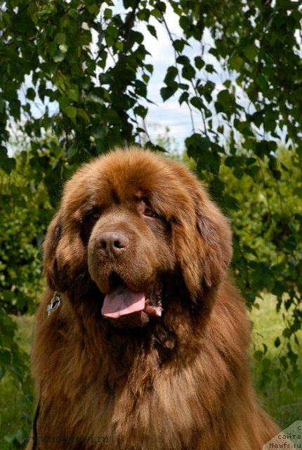 Фото: ньюфаундленд Angelo Orso Vilgelm (Анджело Орсо Вильгельм)