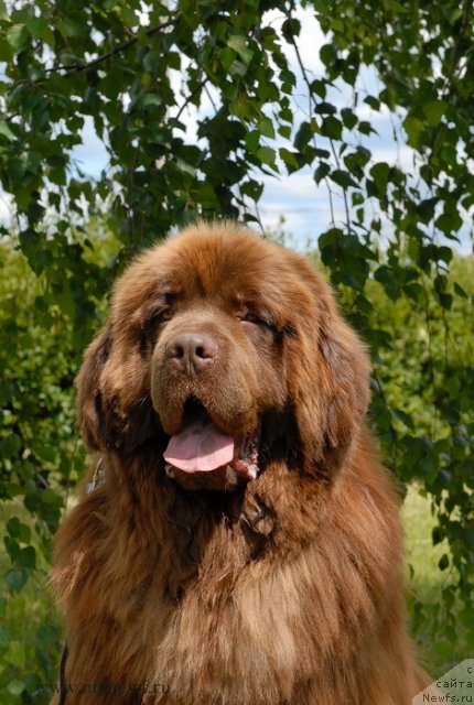 Фото: ньюфаундленд Angelo Orso Vilgelm (Анджело Орсо Вильгельм)