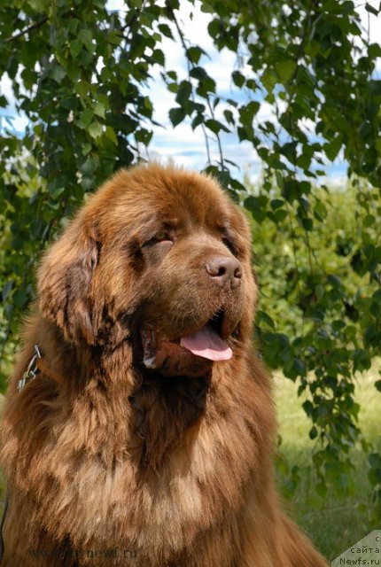 Фото: ньюфаундленд Angelo Orso Vilgelm (Анджело Орсо Вильгельм)