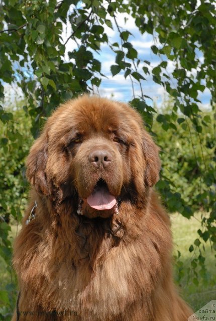 Фото: ньюфаундленд Angelo Orso Vilgelm (Анджело Орсо Вильгельм)