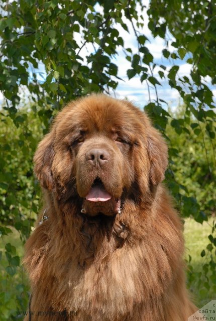 Фото: ньюфаундленд Angelo Orso Vilgelm (Анджело Орсо Вильгельм)