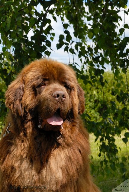 Фото: ньюфаундленд Angelo Orso Vilgelm (Анджело Орсо Вильгельм)