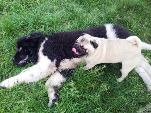 Фото: ньюфаундленд Super Bizon Zlatogor (Супер Бизон Златогор)