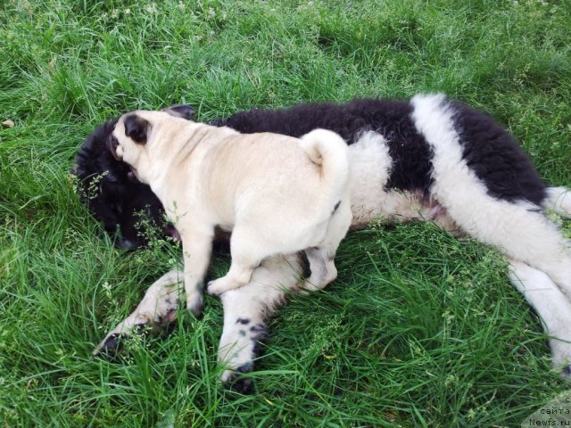 Фото: ньюфаундленд Super Bizon Zlatogor (Супер Бизон Златогор)