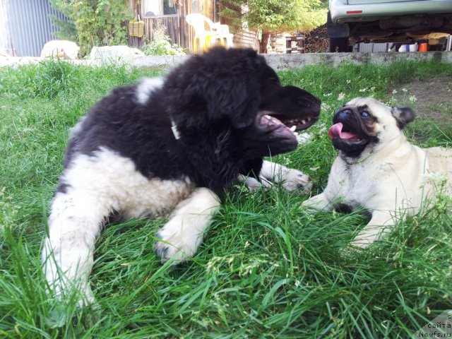 Фото: ньюфаундленд Super Bizon Zlatogor (Супер Бизон Златогор)