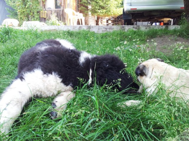 Фото: ньюфаундленд Super Bizon Zlatogor (Супер Бизон Златогор)