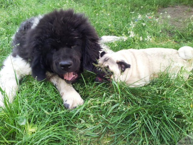 Фото: ньюфаундленд Super Bizon Zlatogor (Супер Бизон Златогор)