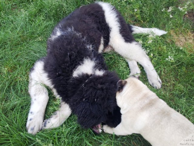 Фото: ньюфаундленд Super Bizon Zlatogor (Супер Бизон Златогор)