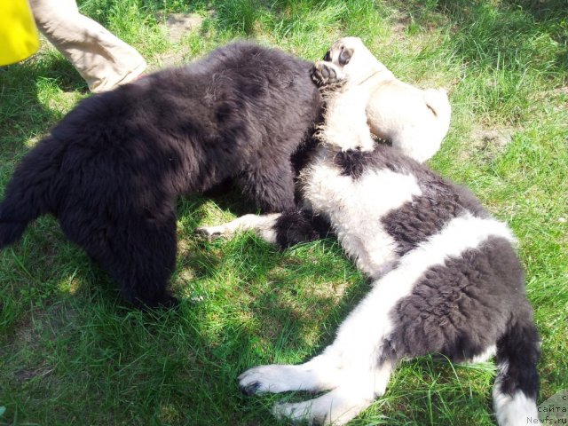 Фото: ньюфаундленд Super Bizon Zlatogor (Супер Бизон Златогор), ньюфаундленд Super Bizon Indiya (Супер Бизон Индия)