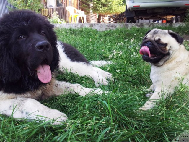 Фото: ньюфаундленд Super Bizon Zlatogor (Супер Бизон Златогор)