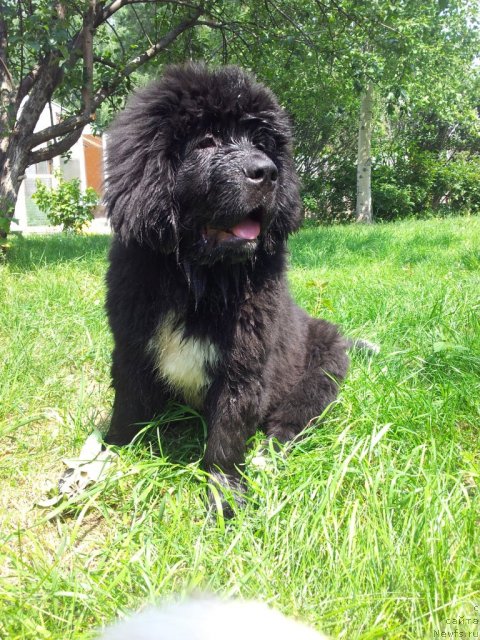 Фото: ньюфаундленд Super Bizon Indiya (Супер Бизон Индия)