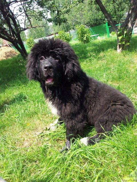 Фото: ньюфаундленд Super Bizon Indiya (Супер Бизон Индия)