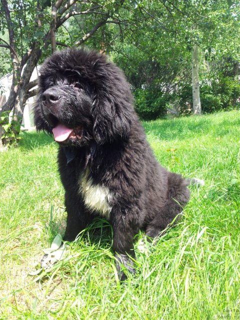 Фото: ньюфаундленд Super Bizon Indiya (Супер Бизон Индия)