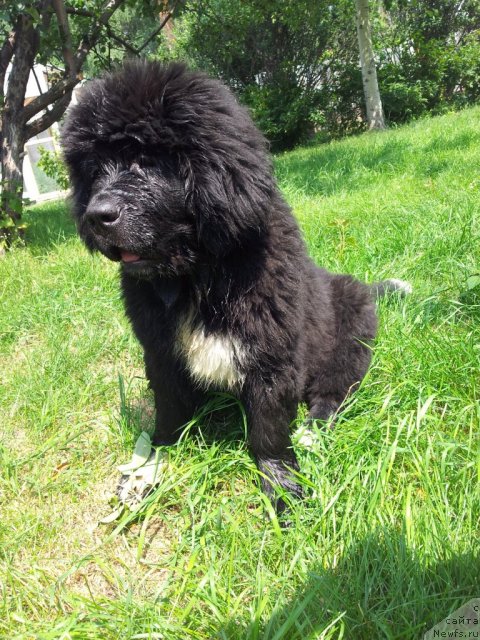 Фото: ньюфаундленд Super Bizon Indiya (Супер Бизон Индия)