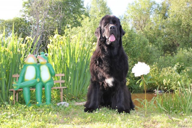 Фото: ньюфаундленд Dar Svezy Unika Sagitta (Дар Свезы Юника Сагитта)