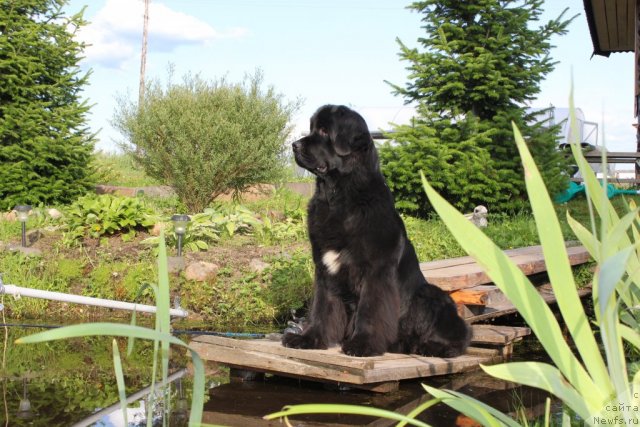 Фото: ньюфаундленд Dar Svezy Unika Sagitta (Дар Свезы Юника Сагитта)