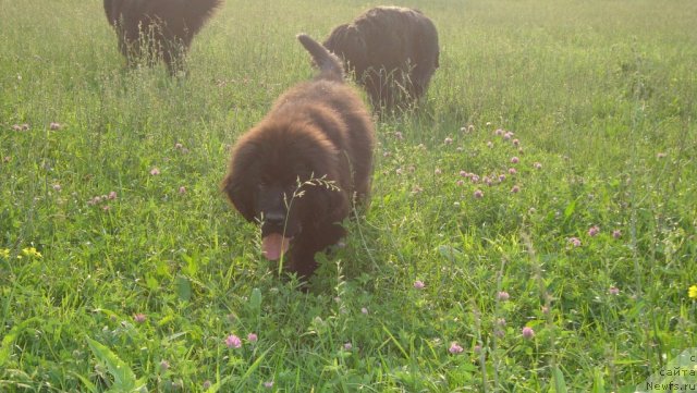 Фото: ньюфаундленд Super Premium Lillihamer (Супер Премиум Лиллихаммер)