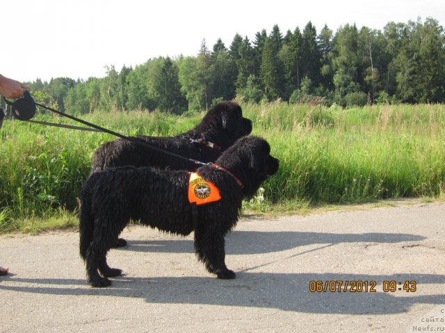 Фото: ньюфаундленд Cristalmar Cadeaux de Noel, ньюфаундленд Very Fairweathers X'Got The Rhythm