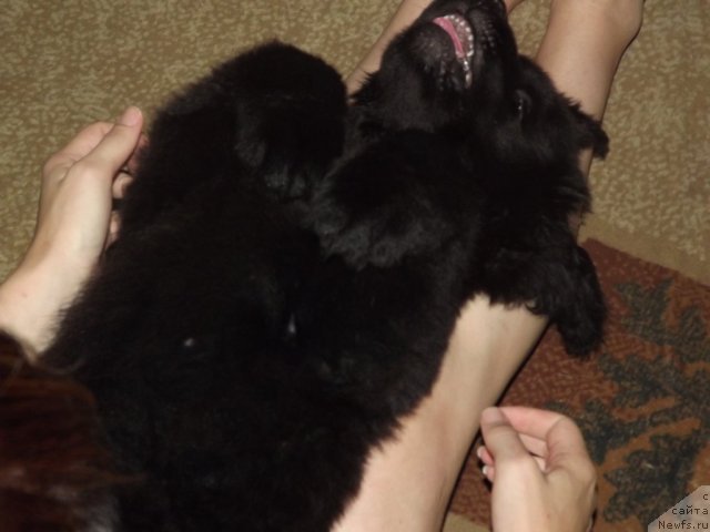 Фото: Elena Cyiganova (Елена Цыганова)