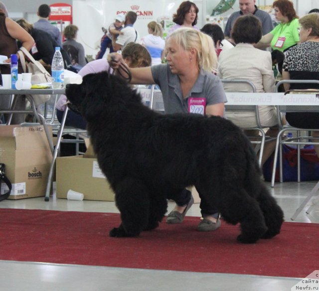Фото: ньюфаундленд Kamelita Asti (Камелита Асти)