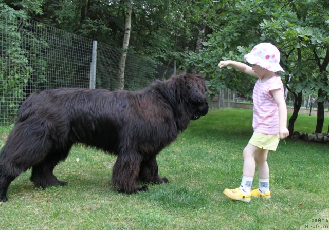 Фото: ньюфаундленд S'Nezhnaya Vjuga Amorone Sartori (С'Нежная Вьюга Амороне Сартори)