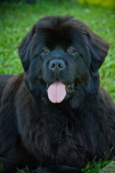 Фото: ньюфаундленд Osoba Statnaya iz Medvej'ego YAra (Особа Статная из Медвежьего Яра)