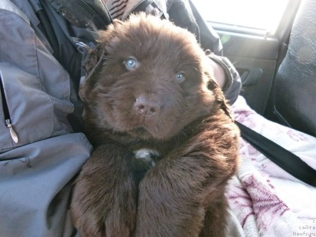 Фото: ньюфаундленд N'yufort Rover Braun (Ньюфорт Ровер Браун)