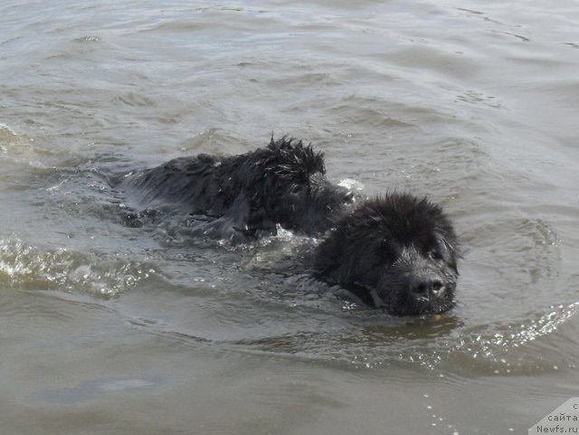 Фото: ньюфаундленд Beguschaya po Volnam Vyisshaya Liga (Бегущая по Волнам Высшая Лига), ньюфаундленд Beguschaya po Volnam Carica Savskaya (Бегущая по Волнам Царица Савская)