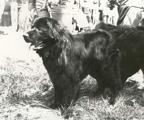 Фото: ньюфаундленд Lord (Лорд)