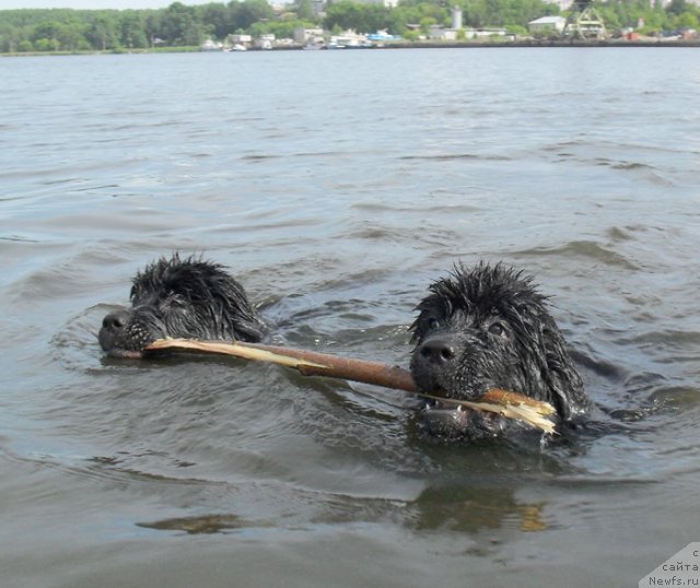 Фото: ньюфаундленд Beguschaya po Volnam Celuy Menya Krepche (Бегущая по Волнам Целуй Меня Крепче), ньюфаундленд Beguschaya po Volnam Carica Savskaya (Бегущая по Волнам Царица Савская)