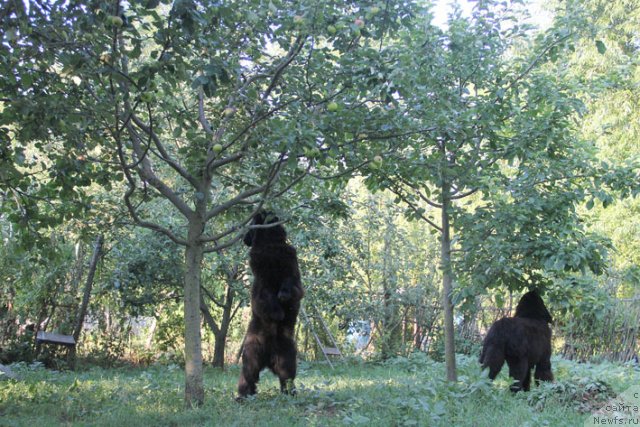 Фото: ньюфаундленд Sentyabrina s Berega Dona (Сентябрина с Берега Дона)