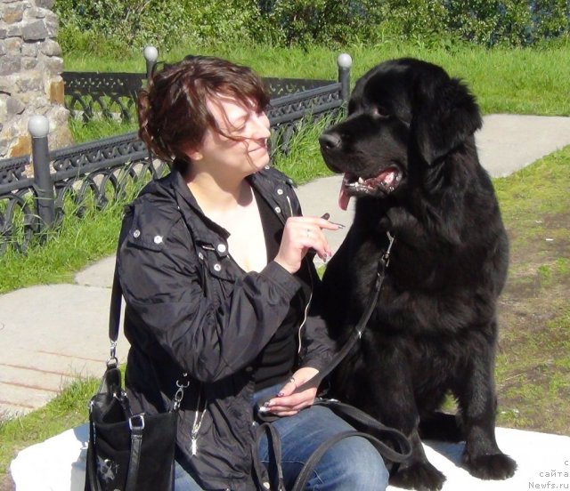 Фото: ньюфаундленд Uyutnaya Dolina Black Diamond Velinda (Уютная Долина Блэк Даймонд Велинда), Ekaterina Dmitrieva (Екатерина Дмитриева)