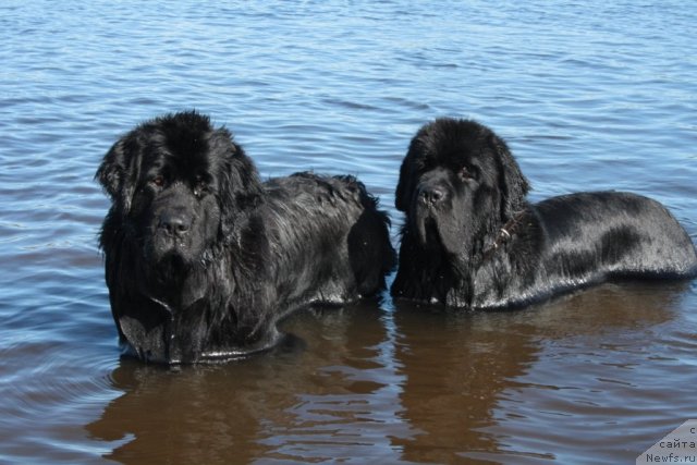Фото: ньюфаундленд Gloriya Grand Blek (Глория Гранд Блек), ньюфаундленд Beguschaya po Volnam Zero Kool (Бегущая по Волнам Зеро Коол)