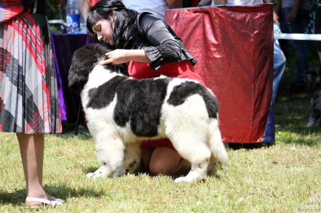 Фотография № 100571