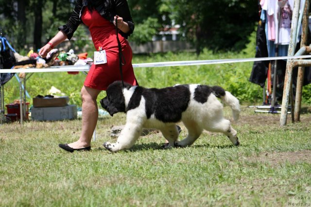 Фото: ньюфаундленд Super Premium Litoniel Vallaninor (Супер Премиум Литониэль Валланинор)