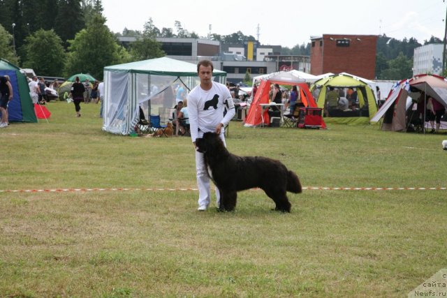 Фото: ньюфаундленд Love Me Tender Midnight Bear