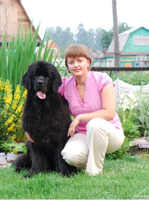 Фото: ньюфаундленд Formula Lyubvi ot Sibirskogo Medvedya (Формула Любви от Сибирского Медведя), Elena Popova (Елена Попова)