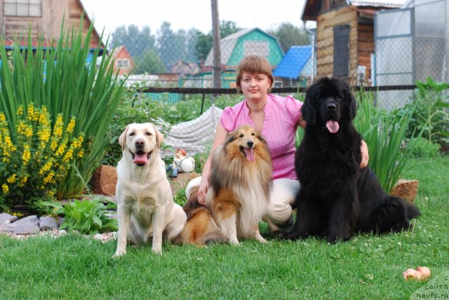 Фото: Elena Popova (Елена Попова), ньюфаундленд Formula Lyubvi ot Sibirskogo Medvedya (Формула Любви от Сибирского Медведя)