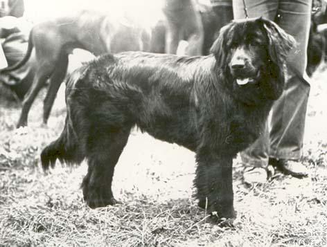 Фото: ньюфаундленд Dezi Askrin (Дези Аскрин)